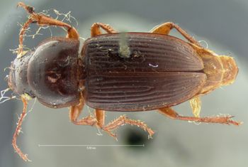 Media type: image;   Entomology 5885 Aspect: habitus dorsal view